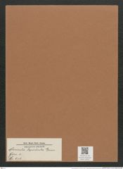 Navicula lepidula Grun. (de-Toni-Nr.: Genus 1, Species 606) Zeichnungen Sammlung Grunow Mappe 00527 (Herbarium_W_Grunow_drawings_Folder_00527)